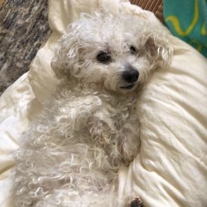 Meet your Posher, Skylet